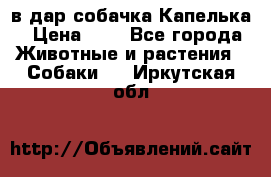 в дар собачка Капелька › Цена ­ 1 - Все города Животные и растения » Собаки   . Иркутская обл.